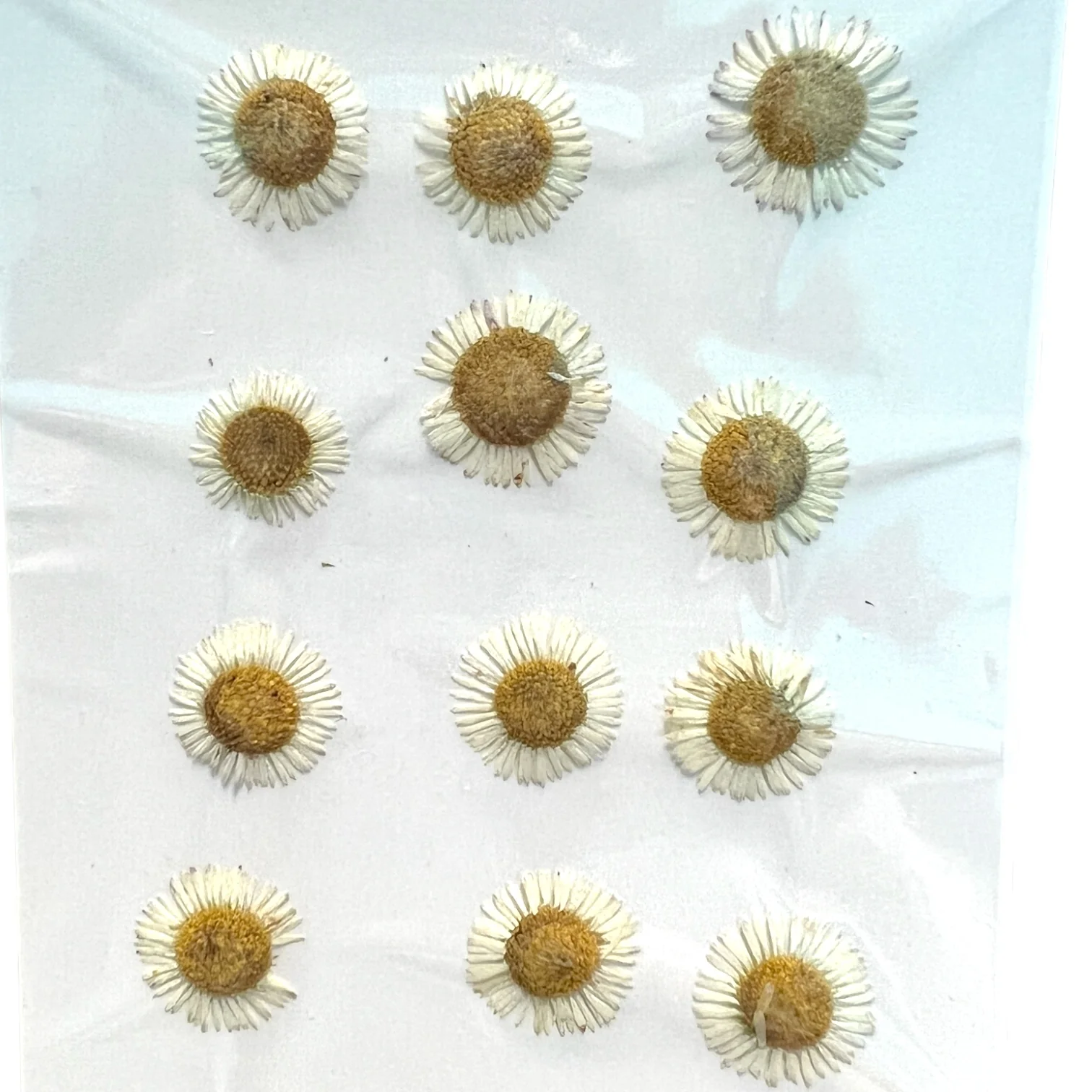 12-piece Daisy Dried Pressed Real Natural Flowers - Image 4