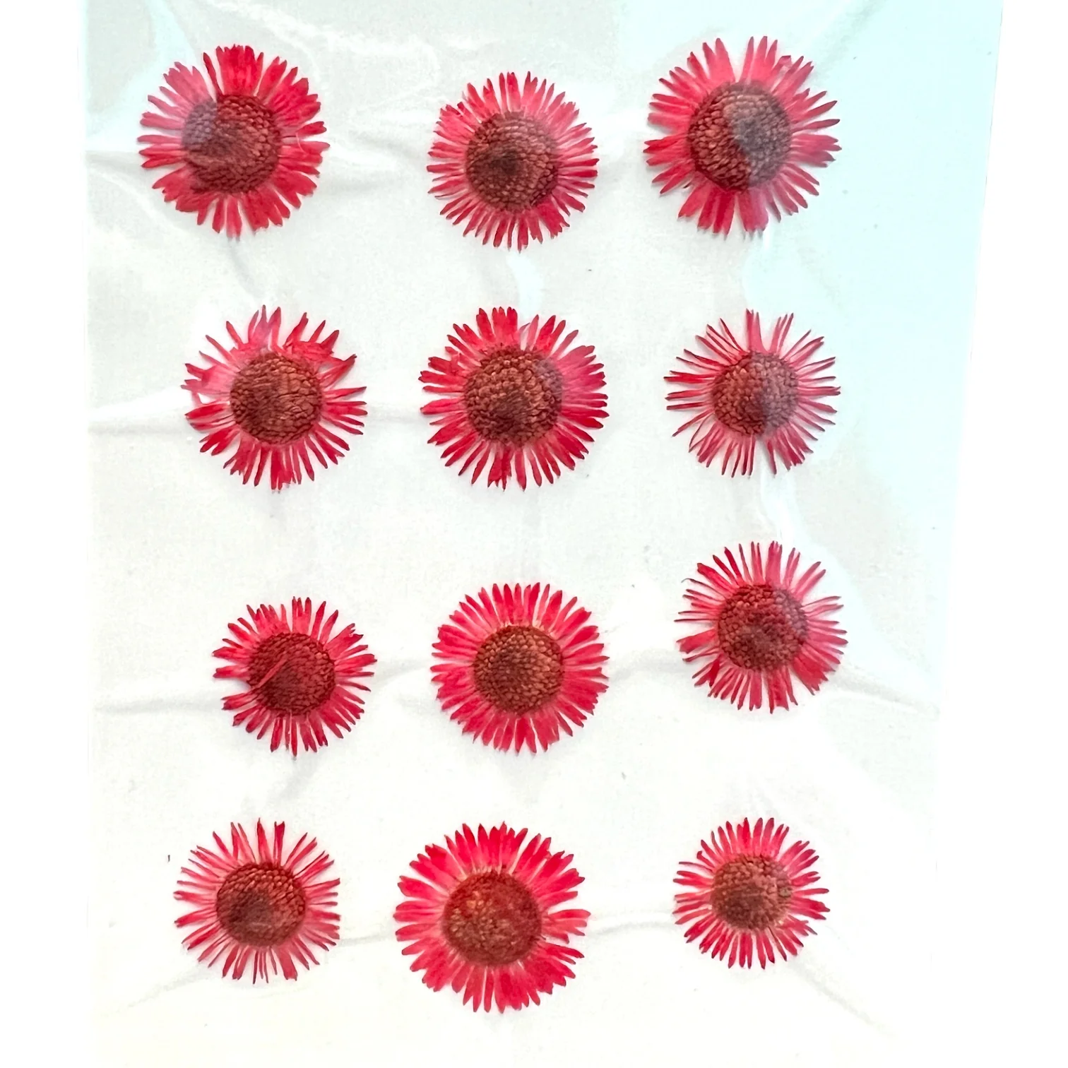 12-piece Needle Chrysanthemum Dried Pressed Real Natural Flowers - Image 6