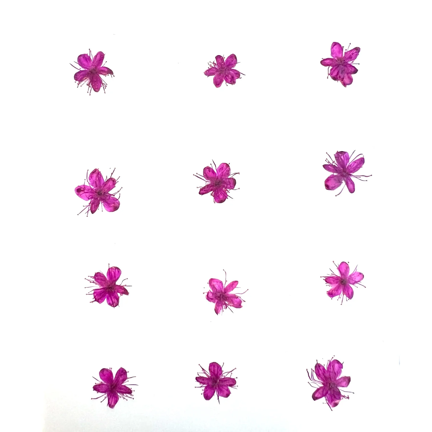 12-piece Symplocos Tanakana Nakai Dried Pressed Real Natural Flowers - Image 6